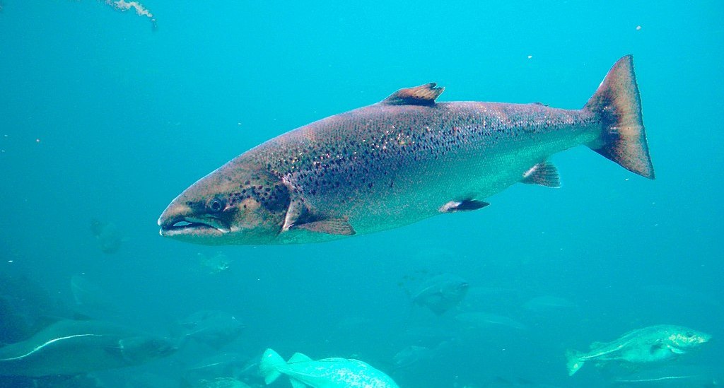 1024px-Salmo_salar-Atlantic_Salmon-Atlanterhavsparken_Norway