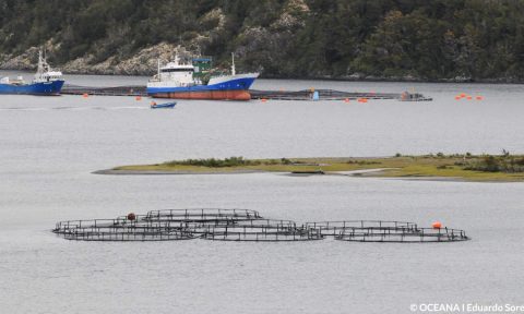 Salmoneras apelan para evitar entregar inforamción sobre uso de antibióticos