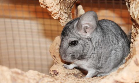 chinchilla en peligro de extensión