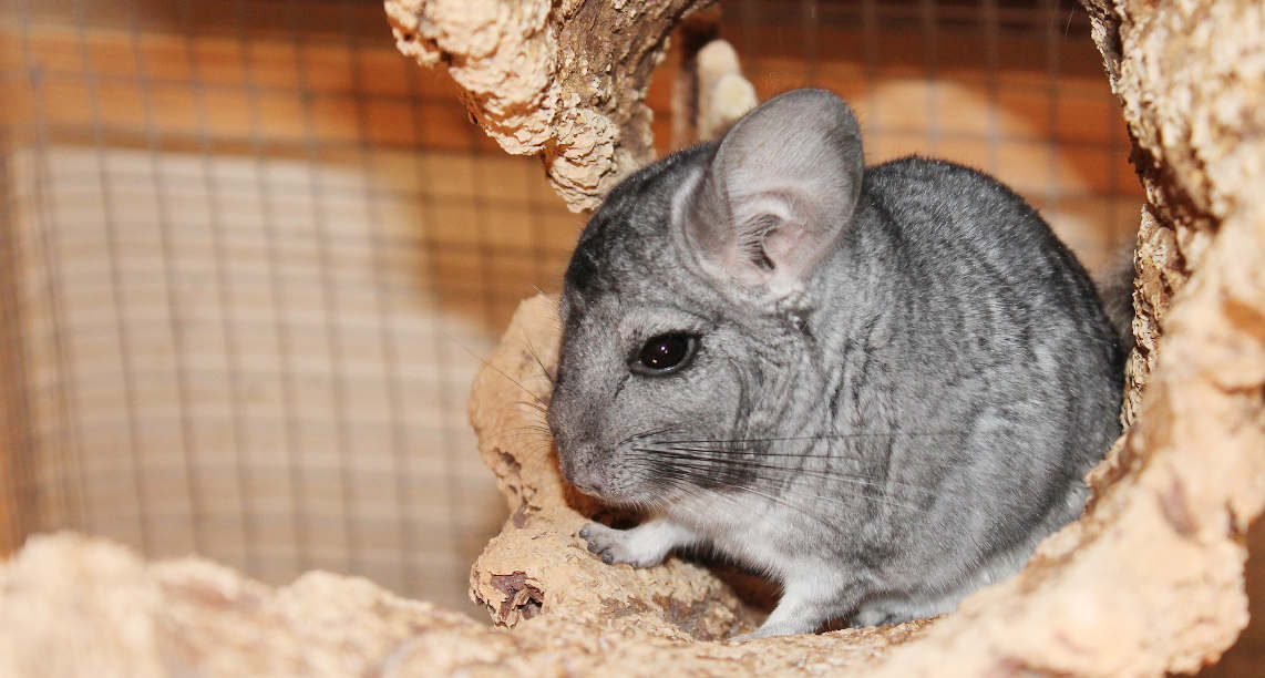 chinchilla-4725861_1920