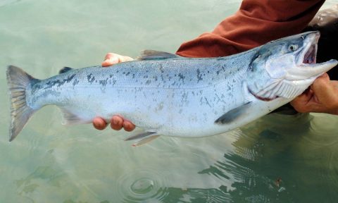 Ranking de uso de antibióticos enSalmonera