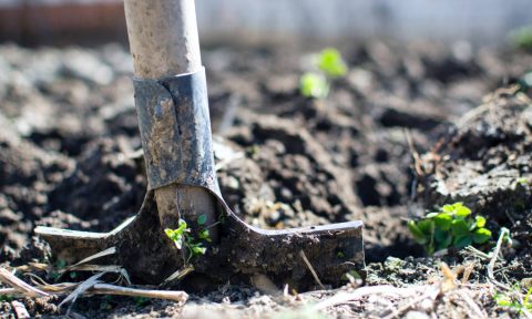 suelos vivos en la agricultura