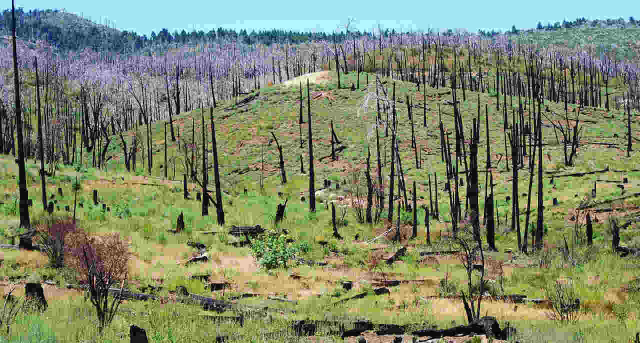 Incendios-forestales-y-su-impacto