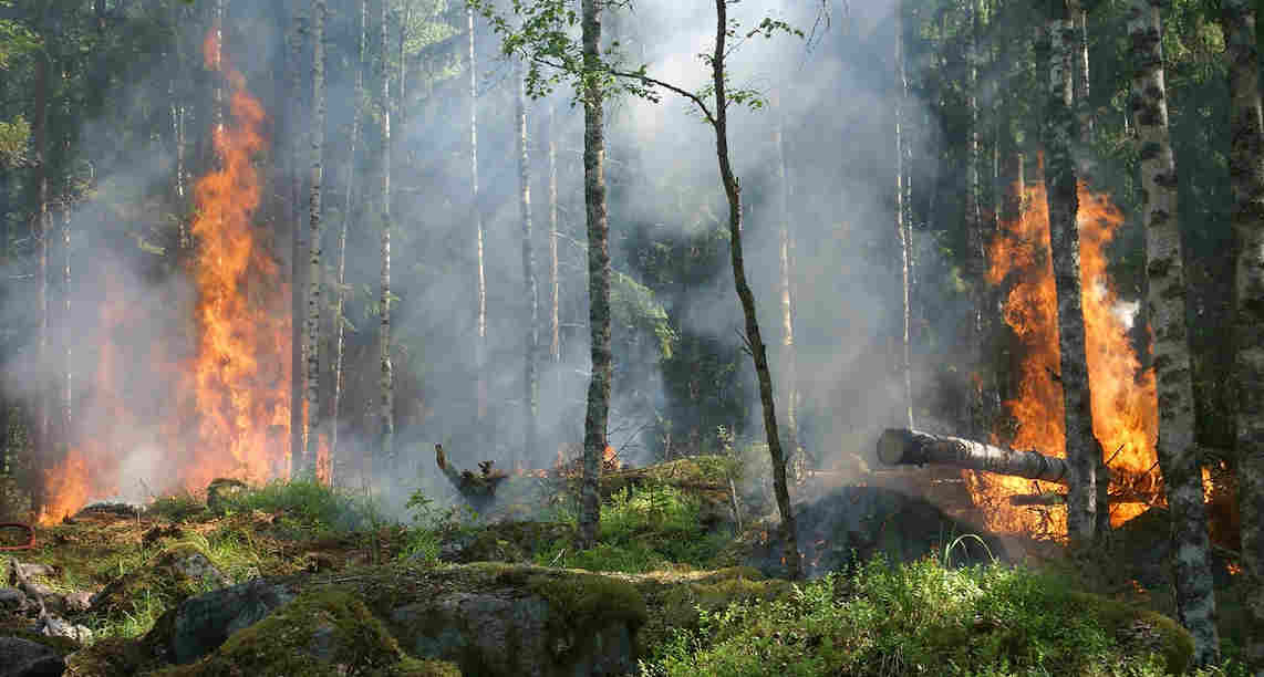 Brigadistas-de-Conaf-se-capacitan-en-combate-de-incemdos-forestales-de-manera-segura