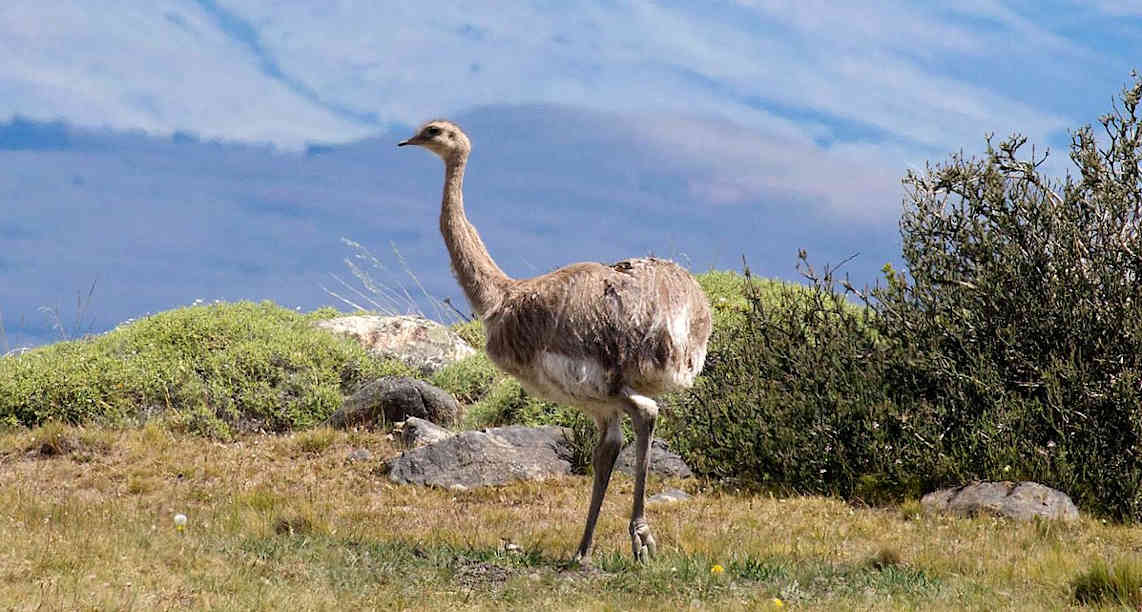 Rhea_pennata,_road_to_Torres_del_Paine