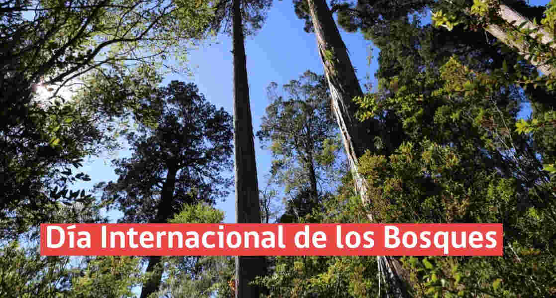 Bosques