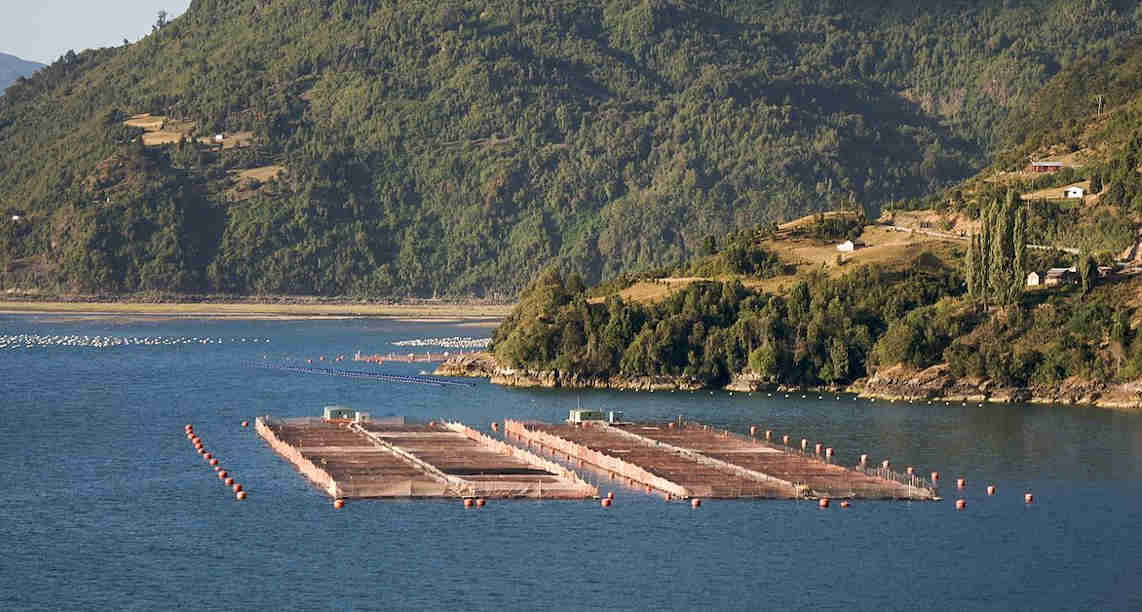 Chilean_farmed_salmon_farms_-_panoramio