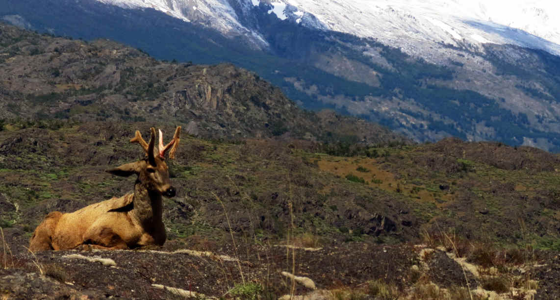 Huemul_-_IMG_8412-13_-_Flickr_-_v.requesens