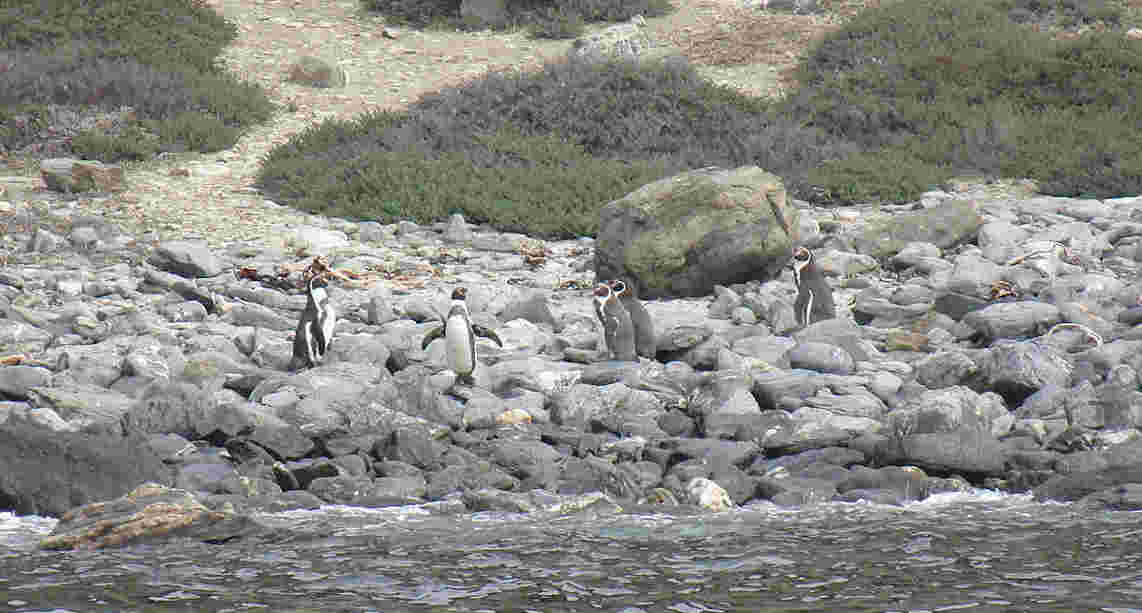 1200px-Humboldtpinguine_Isla_Choros