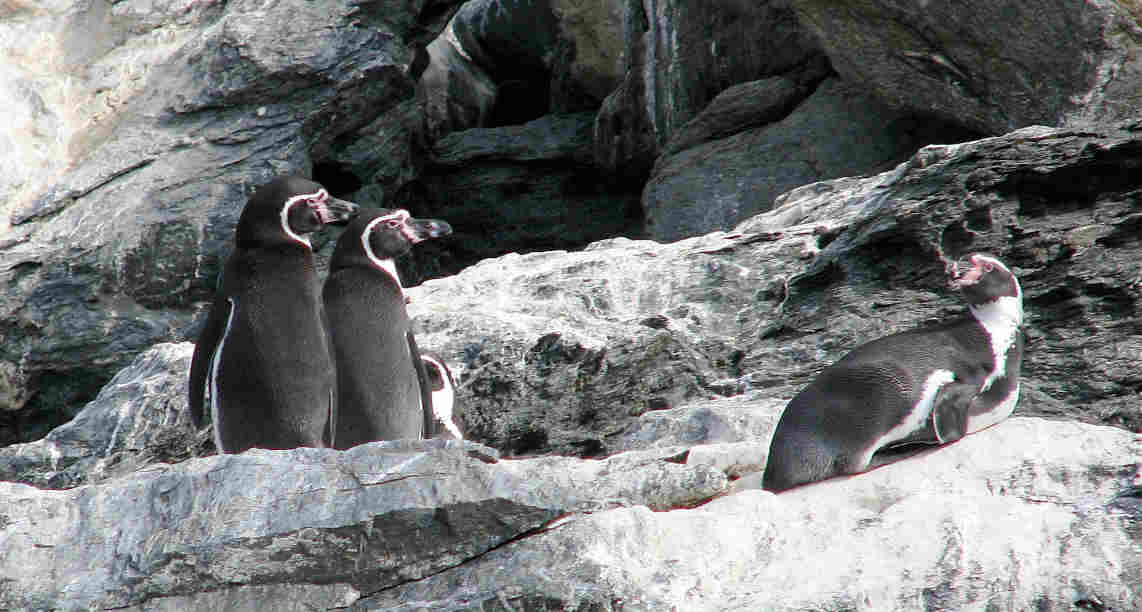 Pinguinos-Humboldt_Isla_Choros_Chile