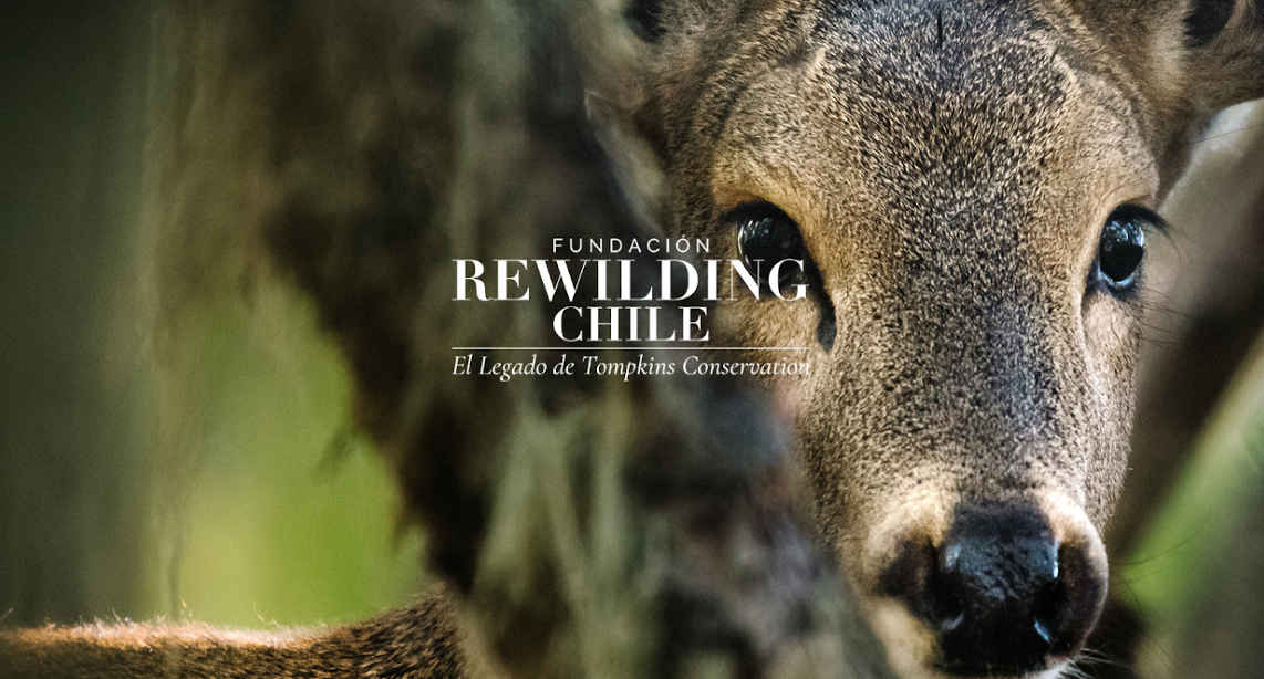 rewildingchile