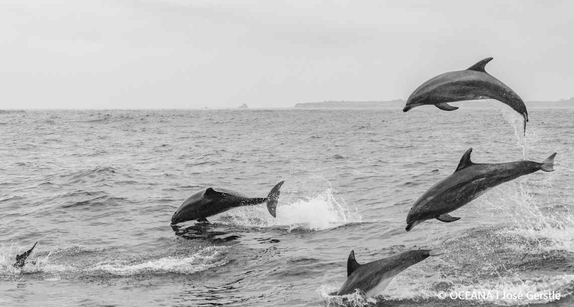 delfines