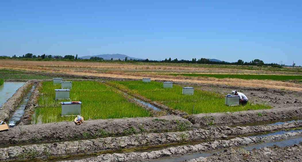 Ensayos en reducción de gases de efecto invernadero en cultivos de arroz