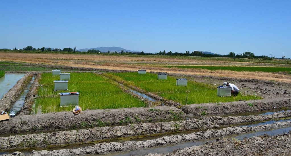 CULTIVO ARROZ_REDUCCIÓN DE GEI