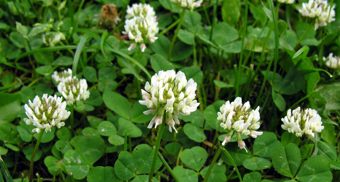 Trifolium_repens1