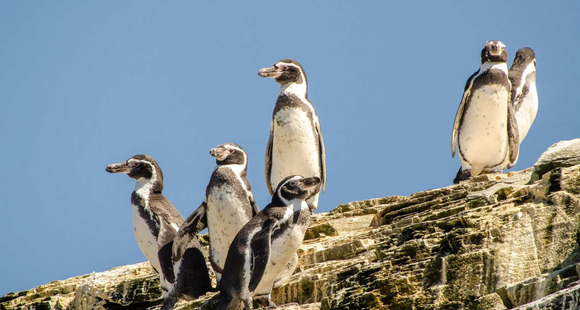 pingüino de Humboldt