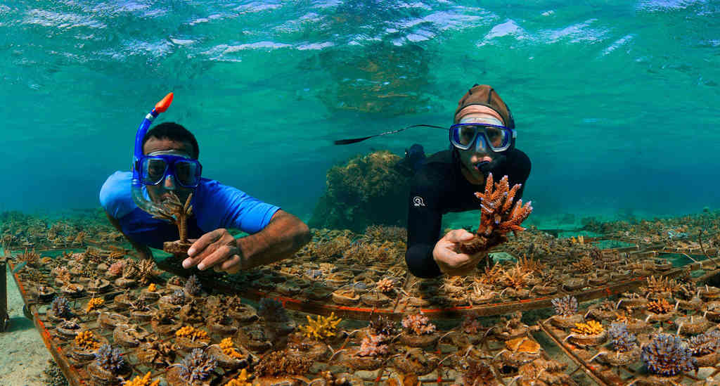 Reef Explorer Fiji