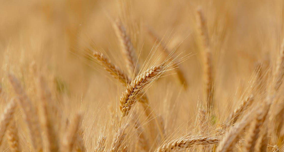 wheat-g41eb0bc3a_1280