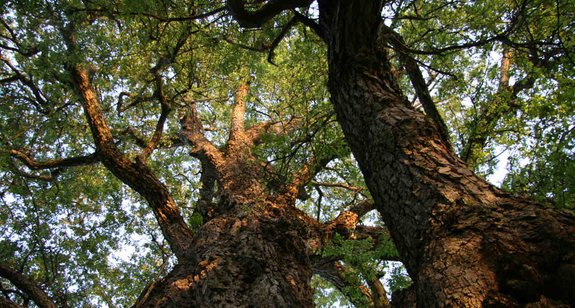 Roble_(Nothofagus_obliqua)