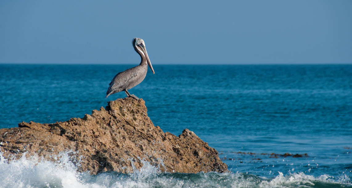 Beautiful shot of a gray pelican resting on a rock with sea waves hitting on the rock