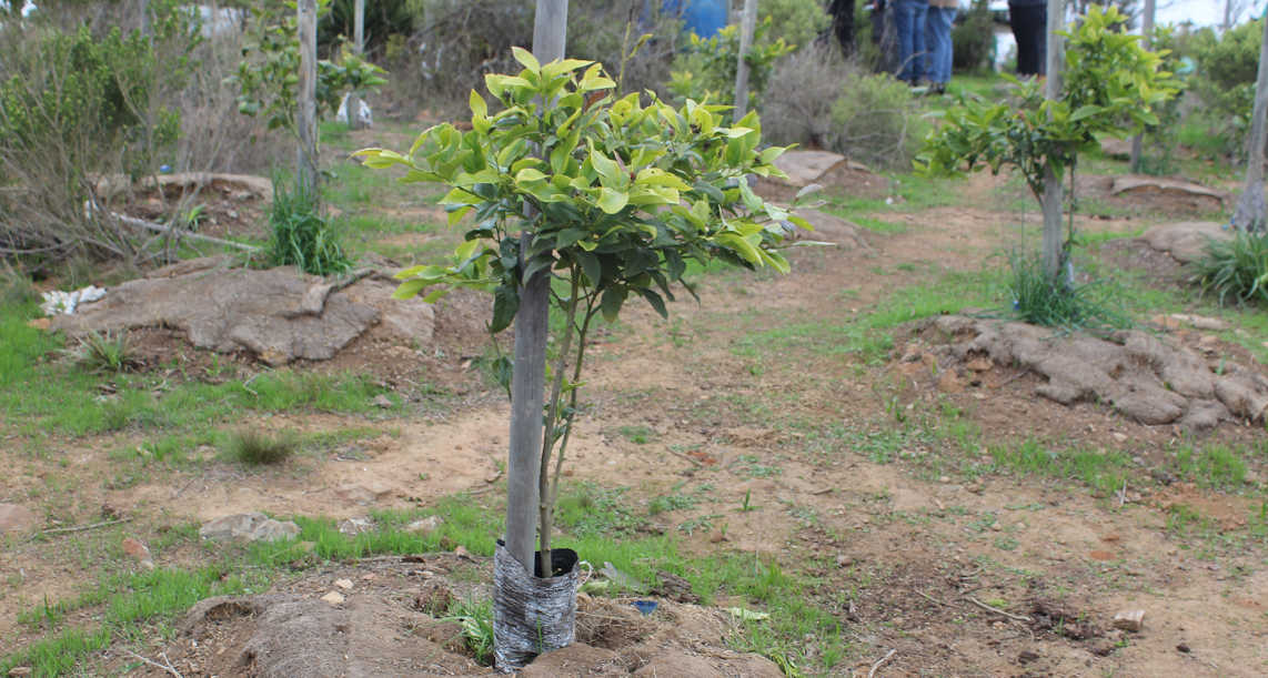 Frutales en una zona con escasa pluviometría+