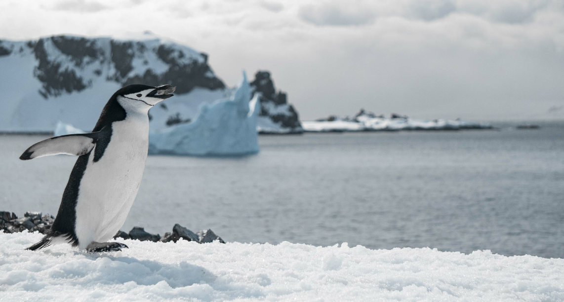 Penguin walking on the frozen beach