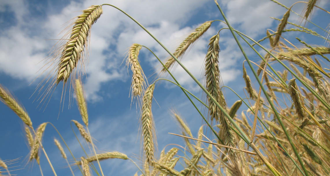 nature-grass-plant-sky-field-meadow-1000586-pxhere.com