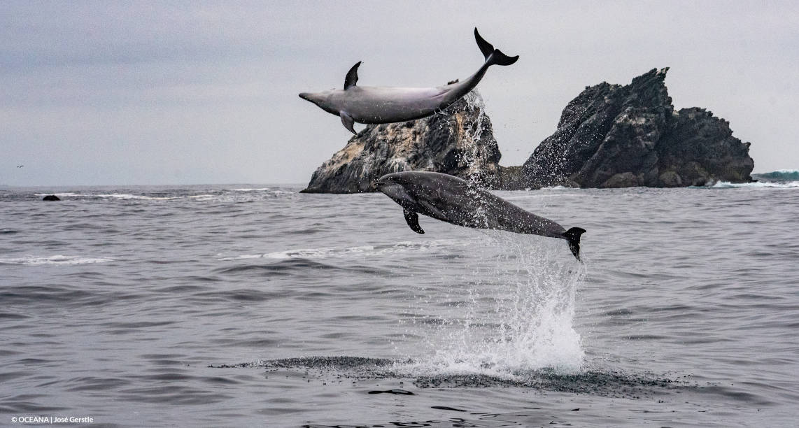 delfines-archipielago-humboldt